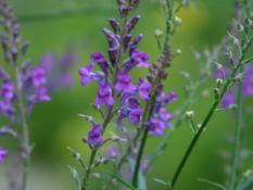 Linaria purpurea bestellen